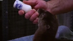 超能超萌的水獭