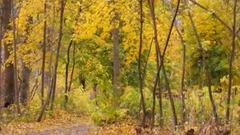 民乐群星,风景,音乐短片,轻音乐,乐动城市 - 我在那一角落患过伤风.秋天美景