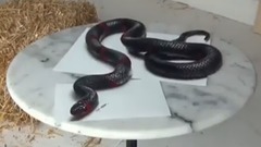 如此栩栩如生的3D画你见过吗,一支笔赋予一条生命,大写的服