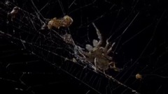 <微型猛兽世界之旅E02.掠食者>