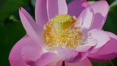 民乐群星,风景,音乐短片,轻音乐,乐动城市 - 池塘的荷花 老式古风2