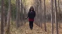 白桦林中的夕阳