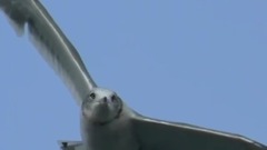 夕凪(平静无风的日暮)