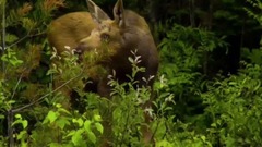 <地球最壮观的景色.新英格兰> 第一集.