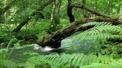 音疗音乐与音疗系统