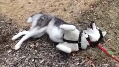 哈士奇是一种带出去难,带回来也难的神奇之狗