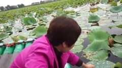 采莲曲-微山湖岛旅游