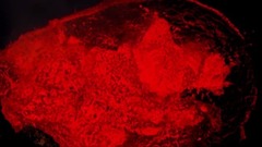 <进入地狱> 探索世界上不同活火山