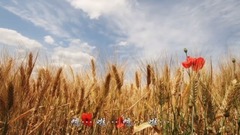 风吹麦浪 . yixin映画