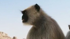 长尾叶猴的入侵驱逐战