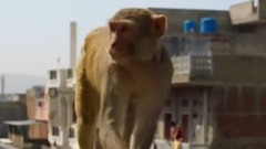 上班族,在城市谋生的猴子军团