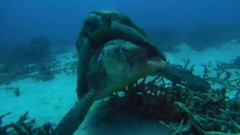 神秘海底世界生物