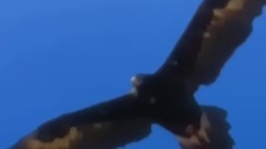 轻音乐 - 敖包相会