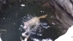 印度救助组织(Animal Aid Unlimited)解救掉进10米深井的汪星人,暖心!