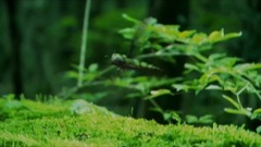 大塚爱 - 桃ﾉ花ﾋﾞﾗ