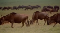 塞伦盖蒂国家公园