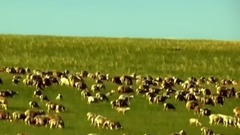 最美的草原最美的你