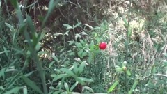 翠屏缝纫院-鬼迷日眼的爱情