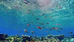 奇特的现象.蓝色星球II.