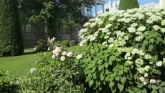 Elevazione Flowers Catherine Park