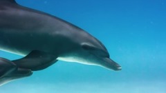 玩的很开心的海豚