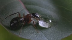 胡灵 - 无名英雄