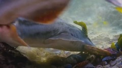 <蓝色星球2.海洋森林>EP05