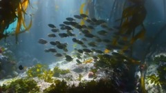 一条工作繁忙的深海鱼 Blue.Planet.2017