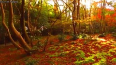 美丽的京都红叶