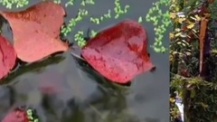 秋天的风 音乐视频