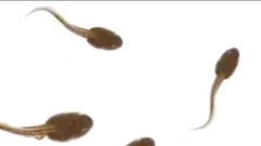 把蝌蚪的眼睛装到屁股上,科学家你这不是拿蝌蚪不当动物吗?