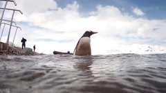 萧玮(麦田守望者) - 恋爱中的企鹅