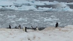 萧玮(麦田守望者) - 雪