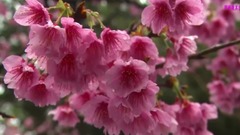 樱花雨 (轻音乐)