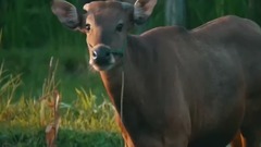 民乐群星,风景,音乐短片,轻音乐,乐动城市 - 《天堂之岛》 巴厘岛绝美自然风光