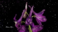 Flowers That Last Forever - Ernesto Cort