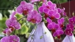 Gentle Mood Have A Nice Day