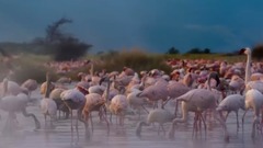 翩翩起舞的火烈鸟.魔法王国