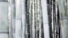 赖鸿根 - 秦时丽人明月心