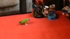 Videos de risa de loros molestando a los gatos