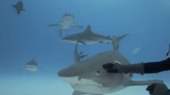 Sharks Love To Be Petted - They"re Like Dogs