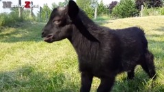 Animals Making Funny Noises - A Funny Animal Sounds Compilation 2016