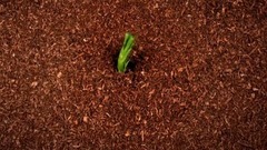 一颗青菜破土而出 生长发芽延时