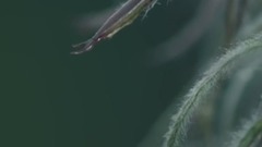 民乐群星,风景,音乐短片,轻音乐 - 爱在尼罗河 EP01