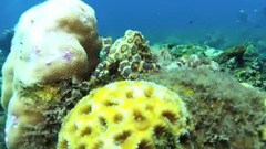 10 SMALLEST ANIMALS That Can Kill You _ Interesting Facts