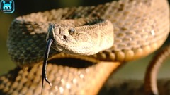 10 Worlds Most Venomous Snakes
