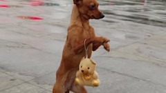 12 Weirdest Bizarre Animal Stories