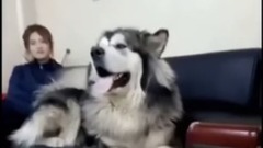 男主人拿出臭豆腐给阿拉斯加,结果狗狗的反应