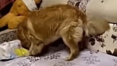 狗狗发现小主人睡着,偷偷脚伸过去摸一下,然后接下來的举动竟然哭晕了上万网友..实在太感人了