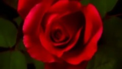 民乐群星 - 羞答答的玫瑰静悄悄地开